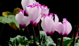 百花视频,精彩纷呈，尽享视听盛宴