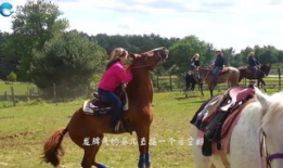 马配种视频,见证繁衍之美