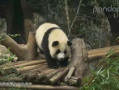 大熊猫视频大全
